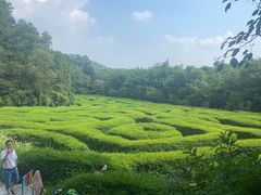-大屏嶂森林公园