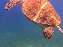 -上海潜殿潜水中心