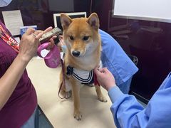 -顺强宠物诊所·狂犬免疫·夜诊·骨科(嘉定店)
