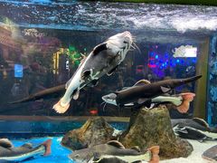 -顺德南宏海立方海洋公园