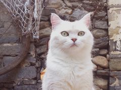 -喵屿·大理花园猫咖