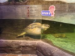 -萌宠奇缘(荣鼎店)