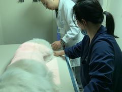 -谐和益家动物医院·免疫绝育·血液透析·宠保定点医院(高新伊藤分院)