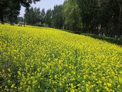 -长白岛森林公园