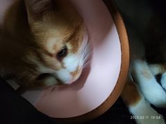 -瑞派宠物医院·24h·骨外科·皮肤科·全科宠物医疗转诊中心(沈阳浑南院)