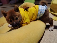 -逗柴咖啡屋·狗咖猫咖宠物桌游