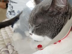 -佳怡动物医院·平价24小时·猫专科骨外科
