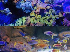 -上海海洋水族馆