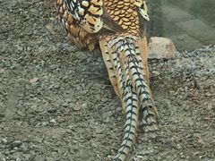 -青藏高原野生动物园