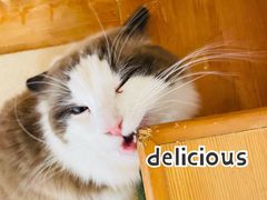 -猫在这儿猫咪咖啡馆·撸猫馆