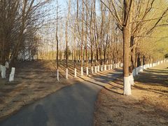 -长白岛森林公园