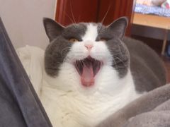 -瑞派康怡24h宠物医院·犬猫医疗中心·微创绝育(瑞景分院)