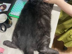 -佳雯宠物医院(四明中路分院)