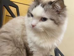 -滚猫咖啡·猫咖·猫友好撸猫(未来城店)