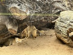 -深圳野生动物园