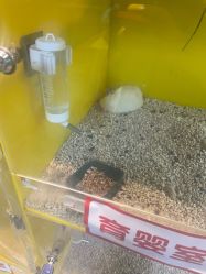 点击看大图 -神奇动物撸宠馆·羊驼·小浣熊·异宠(豫园店)