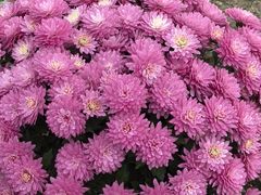 -中国天府农业博览园