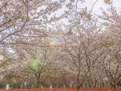 -高东镇樱花园
