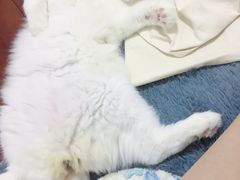 -Bastet sally猫舍购宠(静安店)