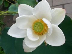 -莲花池公园