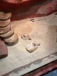 -Zoolung Zoolung动物主题公园(海信广场店)