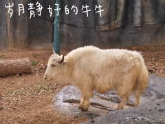 -武汉动物园