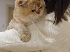 -有喵·猫咖·狗咖·30几只猫10只小狗(岗厦店)