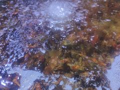 -聚盛源蒸汽海鲜火锅烤肉自助(巨川金海岸购物广场店)