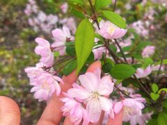 -双季花艺园艺市场(浦东店)