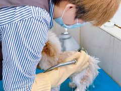 -艾贝尔宠物医院 ·内科全科(梁溪路店)