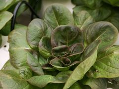 -兰陵国家农业公园