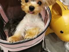 -小尾巴宠物店(万科·金域华庭店)