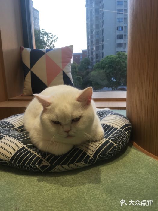 CAT’S MEWSTAR CAFE·喵星球猫屋(晴湾咖啡店)图片