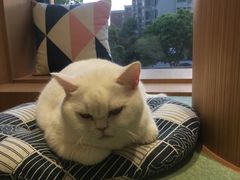 -CAT’S MEWSTAR CAFE·喵星球猫屋(晴湾咖啡店)