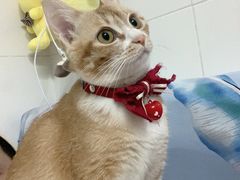 -瑞鹏宠物医院·骨科·猫科·内科(第一中心)