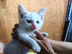 -瑞派动物医院·猫专科·至诚(江南中分院)