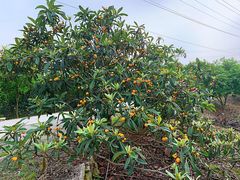 -塘栖枇杷特色园区