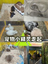 点击看大图 -神奇动物撸宠馆·羊驼·小浣熊·异宠(豫园店)