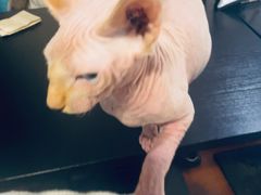 -猫小院猫主题咖啡厅(北锣店)