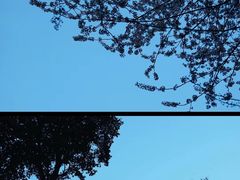 -西湖外事游船(花港观鱼码头)