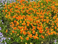 -新虹桥中心花园