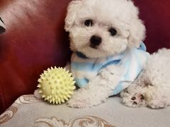 -翊宠yipet猫狗购宠庄园犬舍•猫舍