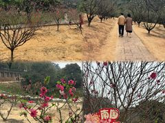 -南国桃园旅游度假区