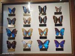 -上海昆虫博物馆