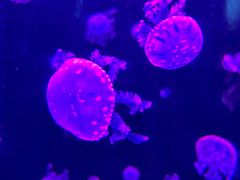 -多彩贵州城极地海洋世界