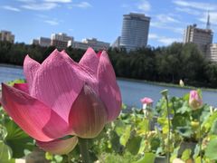 -莲花池公园