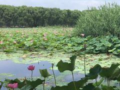 -洪湖生态旅游区