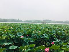 -大兴滨河森林公园