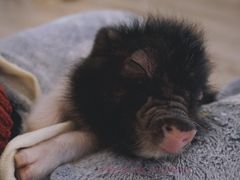 -浣熊柯尔鸭土拨鼠·电玩咖