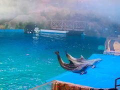 -芜湖新华联大白鲸海洋公园